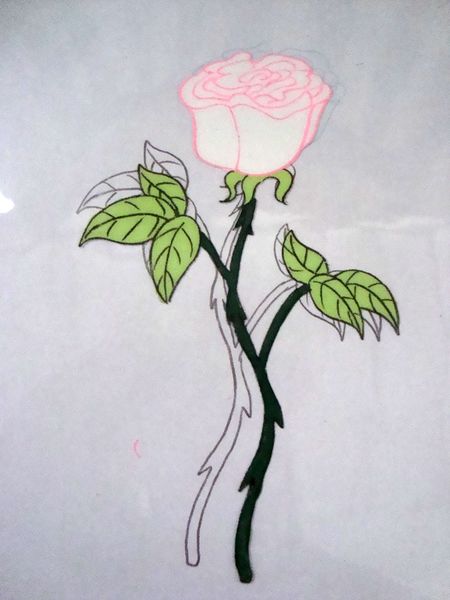 File:White rose.JPG