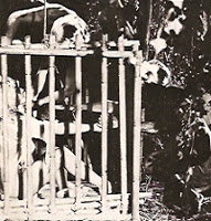 Film still showing a girl trapped in a cage.