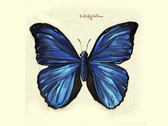 File:Butterfly-blue.jpg