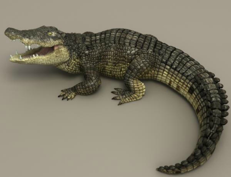 File:Crocodile2.jpg