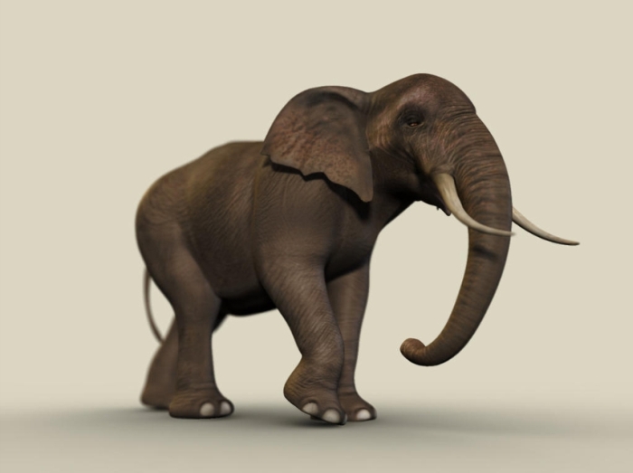 File:Elephant1.jpg
