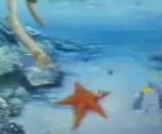Unidentified "starfish" clip.
