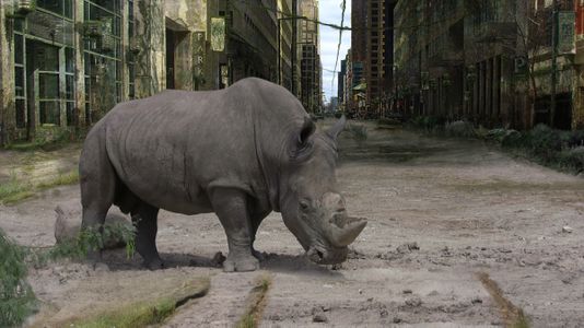 Rhino roaming the abandoned streets.