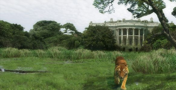 Tiger roaming near the White House after 5 years.
