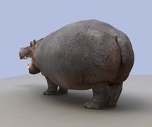 Hippo2.jpg