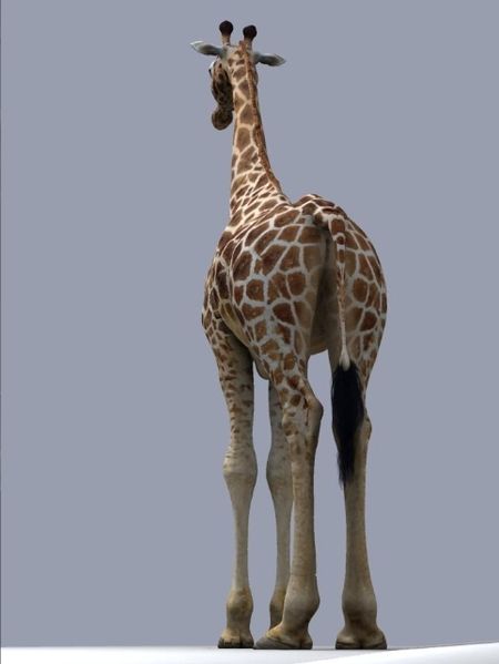 File:Giraffe1.jpg