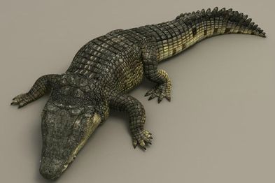 Crocodile1.jpg