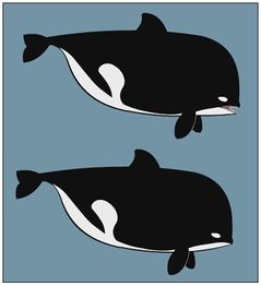 A killer whale design from the show.