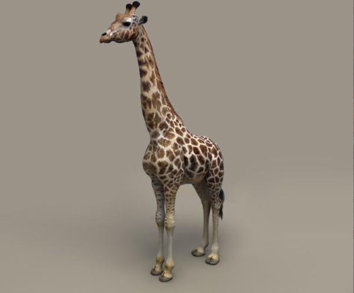 File:Giraffe2.jpg