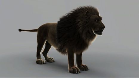 Adult Lion3.jpg