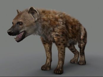 Hyena2.jpg